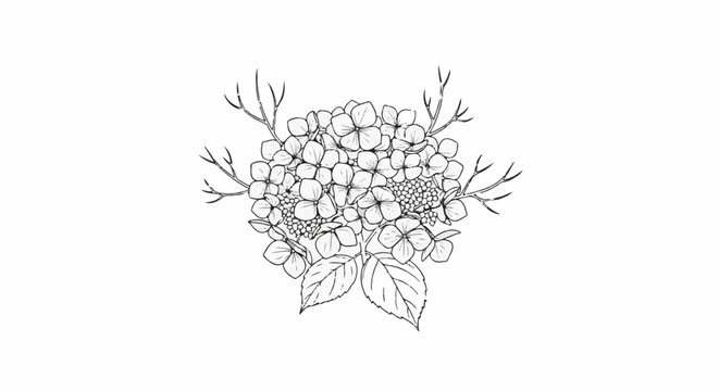 Sketch of a hydrangea bloom with leaves and twigs