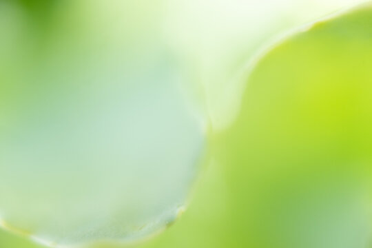 blatt baum makro nah pflanze