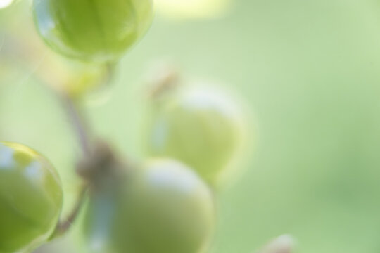 beere makro nah frucht