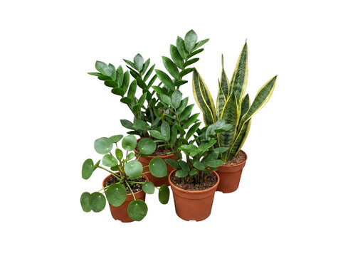 Resilient and low-maintenance house plant collection featuring ZZ plants, snake plants, and a pilea peperomioides.