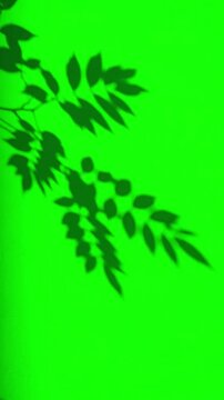 Abstract silhouette shadow green screen background of natural leaves tree branch falling on wall vertical video