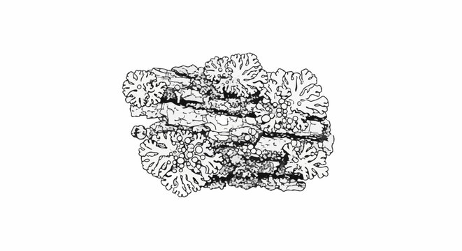 Detailed black and white illustration of textured lichen growth on a surface
