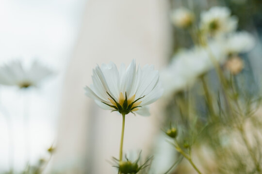 Underside of delicate white cosmos flower with soft focus background