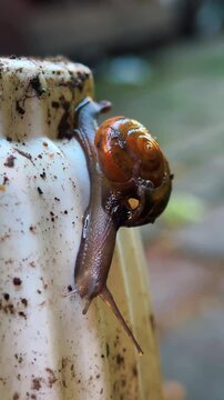 Macro Video of Small Garden Snail Crawling Slowly on Wet Stone Surface