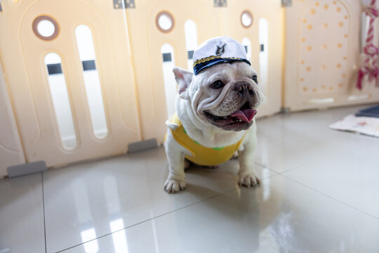 Happy French bulldog dog wearing cute sailor hat and yellow shirt sitting indoors on bright tiled floor panting with joyful expression looking excited in front of indoor pet playpen