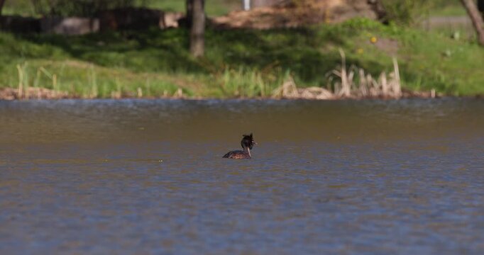 Slow motion of great crested grebe standing in golden lake water, vigorously shaking and vibrating its body to dry feathers