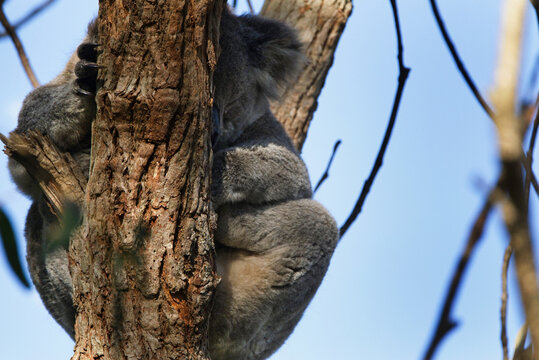 Koala asleep in tree