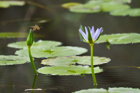 Dragonfly, grasshopper on water lilies with purple flower