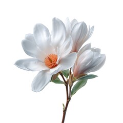 Fototapeta premium Elegant White Magnolia Blossom with Soft Petals and Vibrant Orange Stamen on Natural Stem