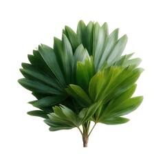 Obraz premium Vibrant Green Tropical Leaves Arrangement for Nature Inspired Decor and Design