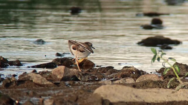 Slow motion of a small plover shorebird stretching its wings while standing on a rocky riverbank near calm water.