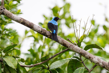 Fototapeta premium Palawan Fairy-bluebird perched on a tree branch
