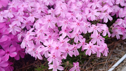 Fototapeta premium close up of pink moss phlox flowers blooming along a stone edge in a spring garden