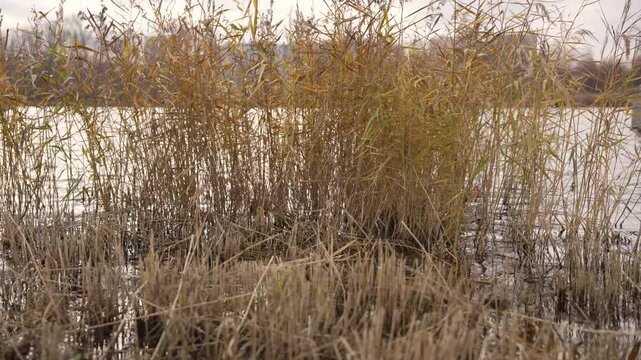 Video of dry yellow reeds and cattails blowing and swaying in wind on shore of a lake or river. Calm, tranquil nature scene on a cloudy, overcast autumn day. Peaceful background footage