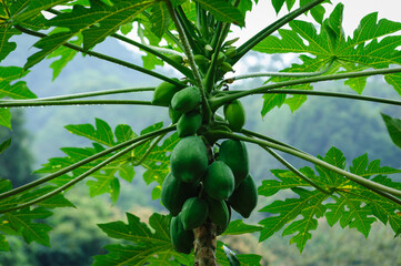 Fototapeta premium Papaya fruits growing on tree