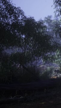A misty morning scene shows trees and dense underbrush in a forest. The light is soft as the sun rises, revealing the details of plants and foliage. The ground is damp and earthy.