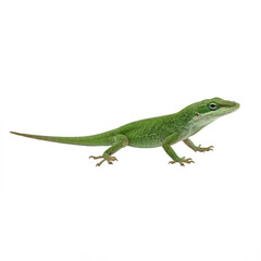 Fototapeta premium Green lizard walking slowly on a white background 