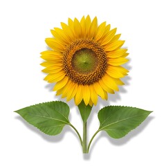 Fototapeta premium A bright yellow sunflower with green leaves isolated