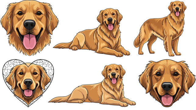 Golden Retriever Dog Illustration Set Featuring Various Poses and Expressions for Animal and Pet Illustrations