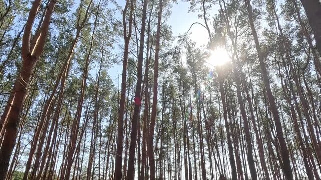 Upward view of tall pine trees in a forest as the camera slowly pans across straight trunks and bright sun, with lens flare drifting through the canopy during clear daytime conditions.