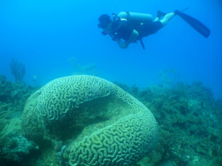 Fototapeta premium Scuba diver exploring a giant brain coral reef in clear blue tropical water
