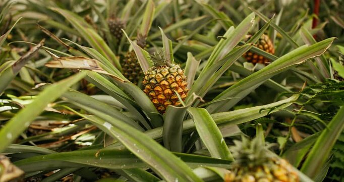 Rows of pineapple plants growing indoors in Azores island greenhouse. Exotic fruit farming and agricultural adaptation to regional climate