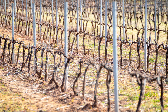 Pattern of vineyard rows in winter The Concept of repetition