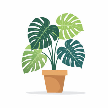 Plante Monstera en pot en illustration d&eacute;corative