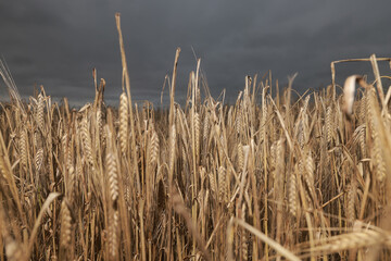 Naklejka premium grain field, agriculture, night, evening view, unharvested autumn harvest