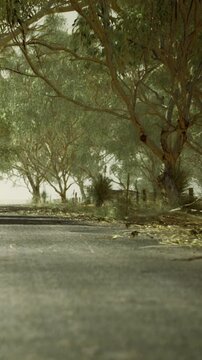 A road surrounded by trees with fallen leaves scattered on the ground. The area appears quiet, and the weather seems overcast.