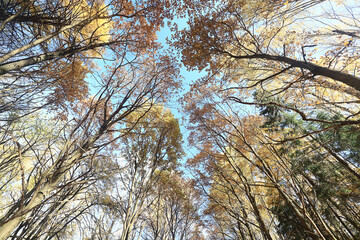 autumn branches with falling leaves against the sky, bottom-up view © kichigin19