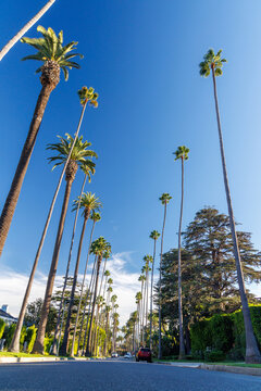 Tall palm trees and winding road in Beverly Hills