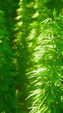 Green plants stretch upward in neat rows under a bright sun. The field is filled with healthy leaves that reach toward the sky. This scene shows growth and life in nature.