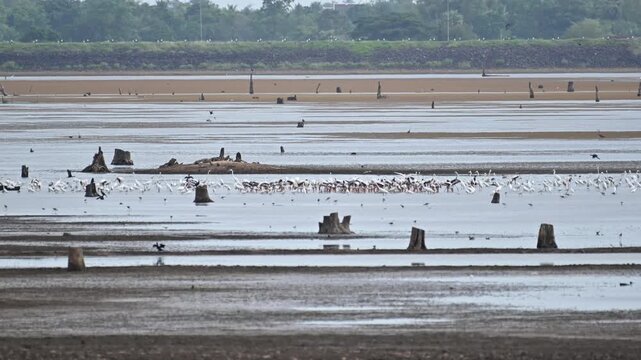 Large group of storks and egrets standing and wading in shallow mudflat water on dry season in Thailand.
