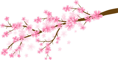 Fototapeta premium Pink Cherry Blossoms on Branch