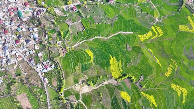 Bird's eye Drone shot of geometric patchwork of Mustard farmlands in Srinagar.