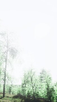 Bright sunlight beams through the trees in a forest. Green leaves cover the branches, creating a lively scene. The morning light enhances natures colors and shapes.