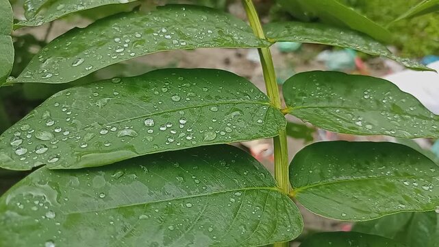This video raining dropped the leaf and plants natural environment 