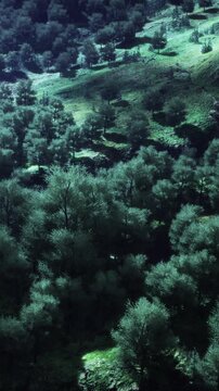 A person is hiking on a trail surrounded by thick trees in a mountainous area. Sunlight filters through the branches, highlighting the green foliage. The setting is vibrant and full of life.