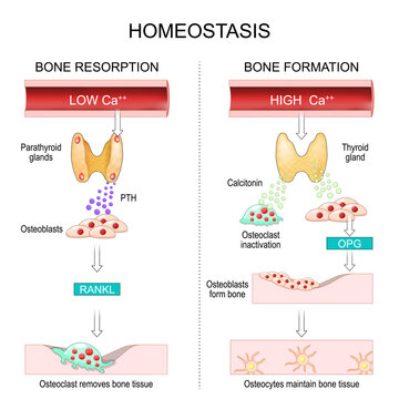 Homeostasis. Hormonal regulation of Bone remodeling. Osteoclasts remove bone. Osteoblasts form bone.