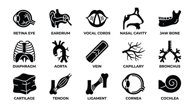Human Internal Anatomy 15 Glyph Icons Set &mdash; Retina, Eardrum, Vocal Cords, Aorta, Vein, Bronchus and Cartilage Medical Vector Collection