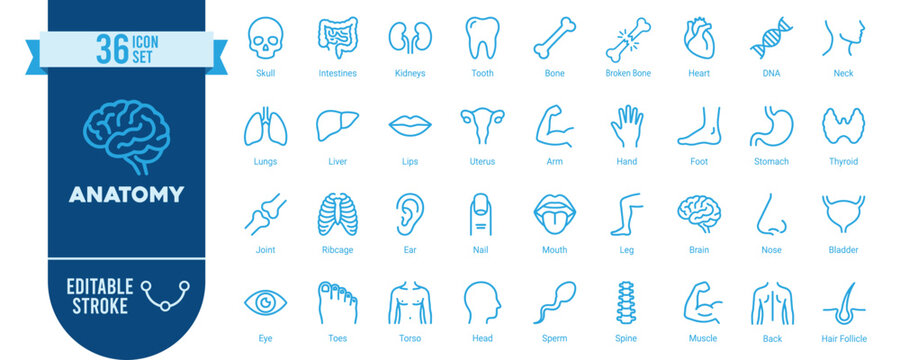 Anatomy 36 Line Icons Set with Editable Stroke &mdash; Human Body Organs, Skeleton, Joints and Reproductive System Medical Vector Collection