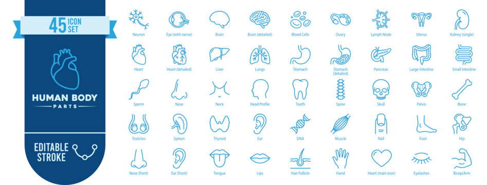 Human Body Parts 45 Line Icons Set with Editable Stroke &mdash; Organs, Nervous System, Lymph Node, Endocrine and Sensory Parts Medical Vector Collection
