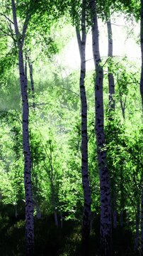 Sunlight shines through the leaves in a bright forest. Tall trees stand side by side with bright green foliage. The setting shows a vibrant scene in nature during daytime.
