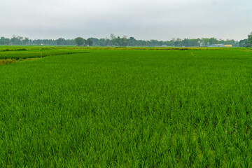 Fototapeta premium Vast Paddy Field with Young Rice Plants and Distant Tree Line