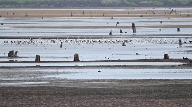 Large group of storks and egrets standing and wading in shallow mudflat water on dry season in Thailand.
