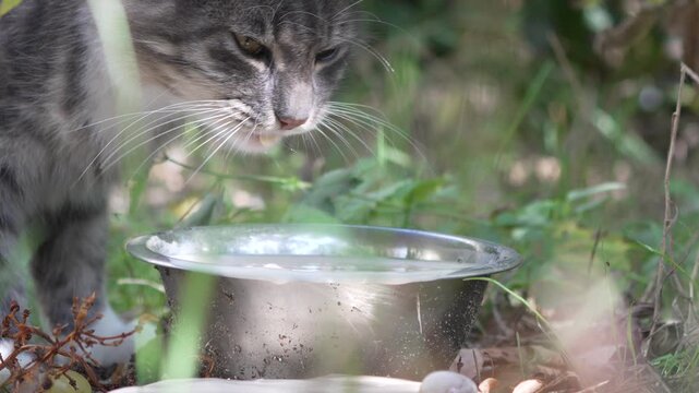 Cat drinking milk, grey tabby cat hydrating from a bowl in green grass on a summer day