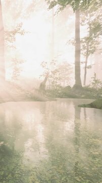 Light filters through trees in a forest during the morning. A calm body of water reflects the trees and mist. The scene shows nature waking up with soft lighting and gentle colors.