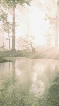 Light filters through tall trees in a forest at morning. The clear water reflects the surrounding greenery. The scene shows a peaceful moment in nature with no people present.