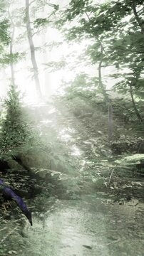 A forest features tall trees and lush green plants. Water reflects the soft light of morning. The area looks fresh and lively with various shades of green surrounding the ground.